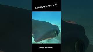 Great Hammerhead Shark in Bimini #shark #hammerhead #adventure #ocean #bahamas #atlantic