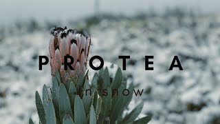 Snow In Africa With Protea 南アフリカで雪 With プロテア Youtube