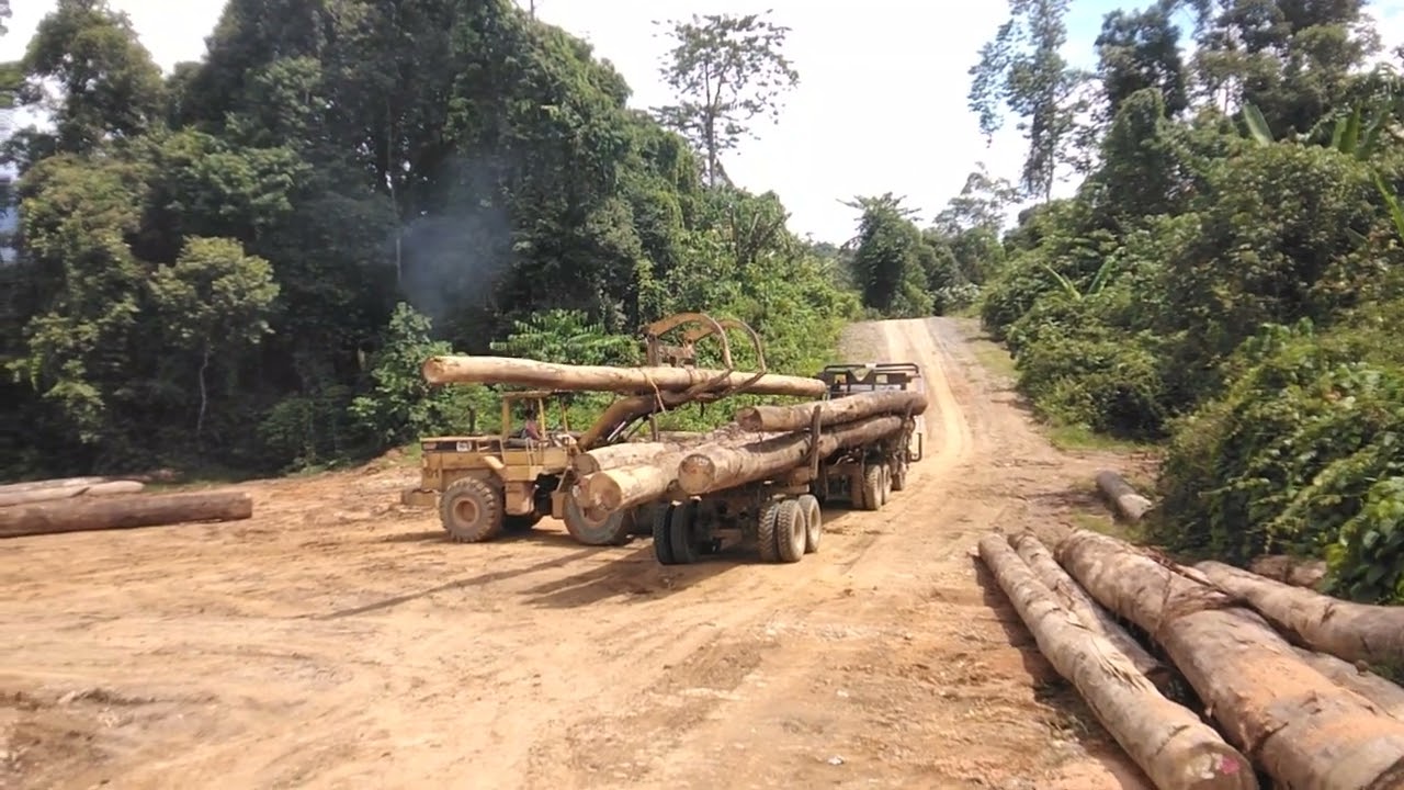 PROSES MUAT KAYU LOG KE LOGGING TRUCK MERCY ACTROS 4043
