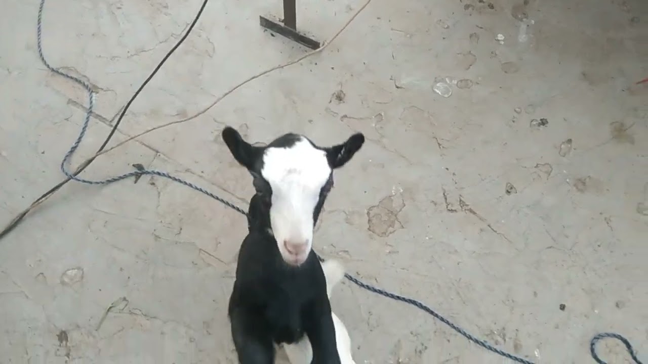 Cute goat baby funny goat baby sound beautiful goats baby voice 2025
