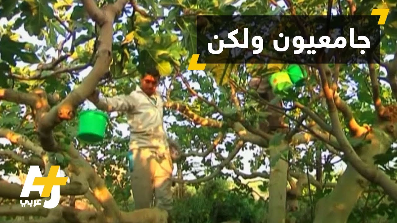 خريجو غزة يعملون في الزراعة
