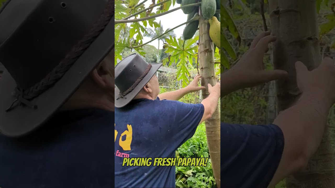 hand picking some papaya!!!🥭🤠🌴