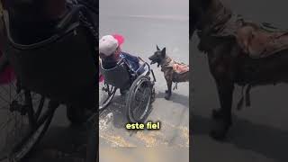 Perro Empuja La Silla De Ruedas De Su Dueño Y Conmueve Al Mundo