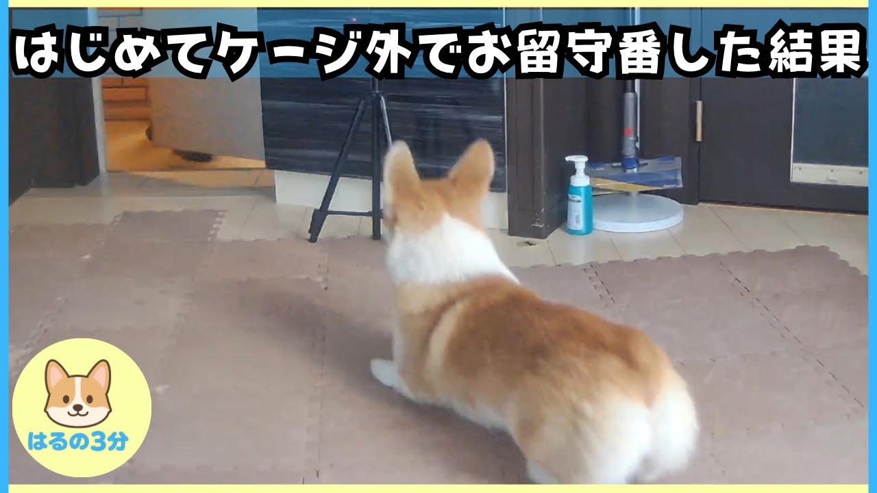 はじめてケージの外でお留守番しました【はる成長記録】