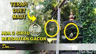 Download Lagu Ada suara kencang 2 sirtu burung cipoh gacor full variasi MP3