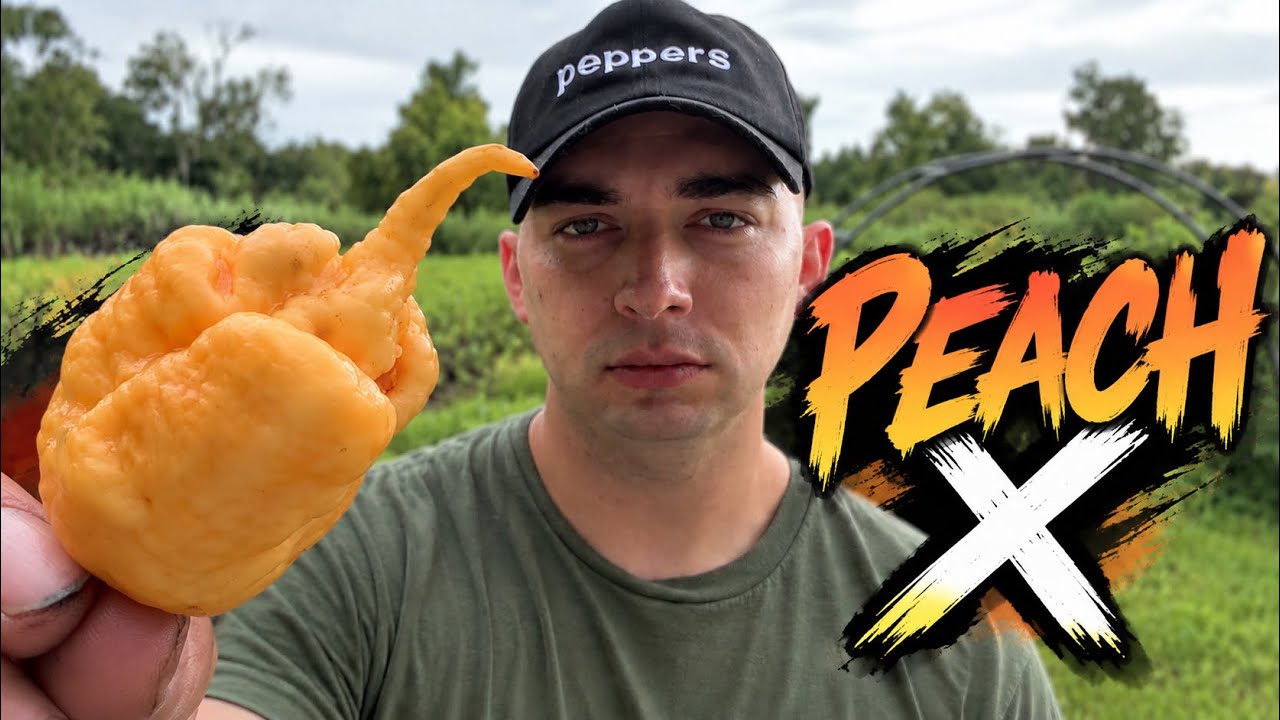 WHAT IS “PEACH X” AND IS IT HOT? 🤔