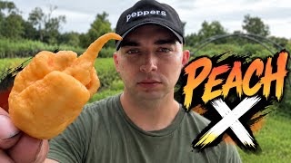 WHAT IS “PEACH X” AND IS IT HOT? 🤔 