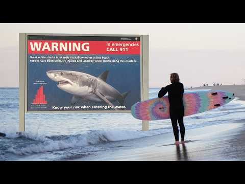 Surfing Shark Infested Waters in New England