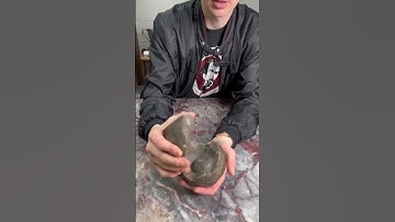 100 million year old fossilized shrimp