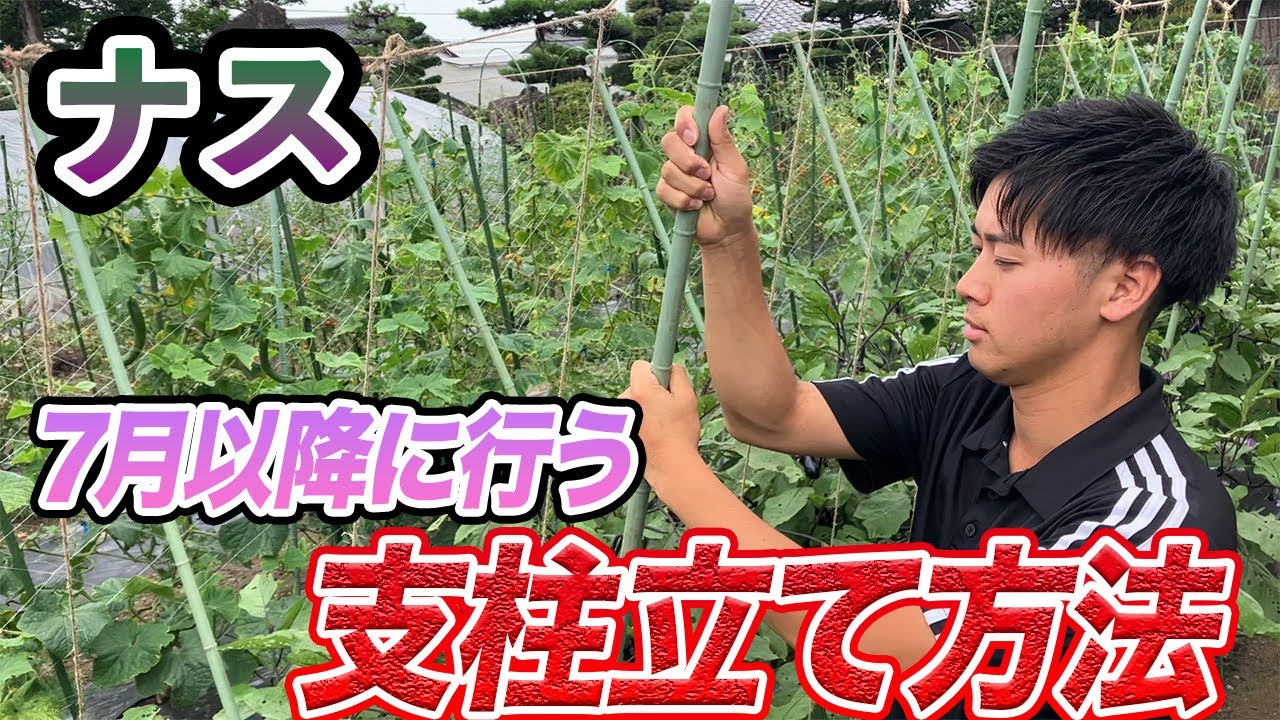 茄子 の 支柱 の 立て 方