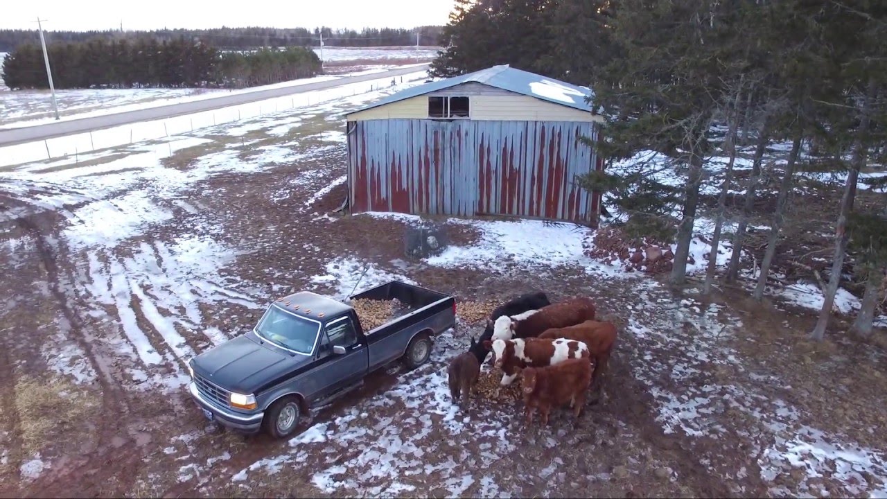 Feeding Cows Potatoes at Terrys Legacy Farm YouTube