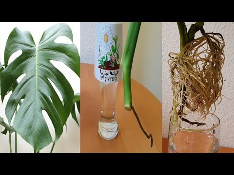 Video: Monstera Deliciosa ko'payishi: Shveytsariya pishloq o'simlikini qanday ko'paytirish kerak