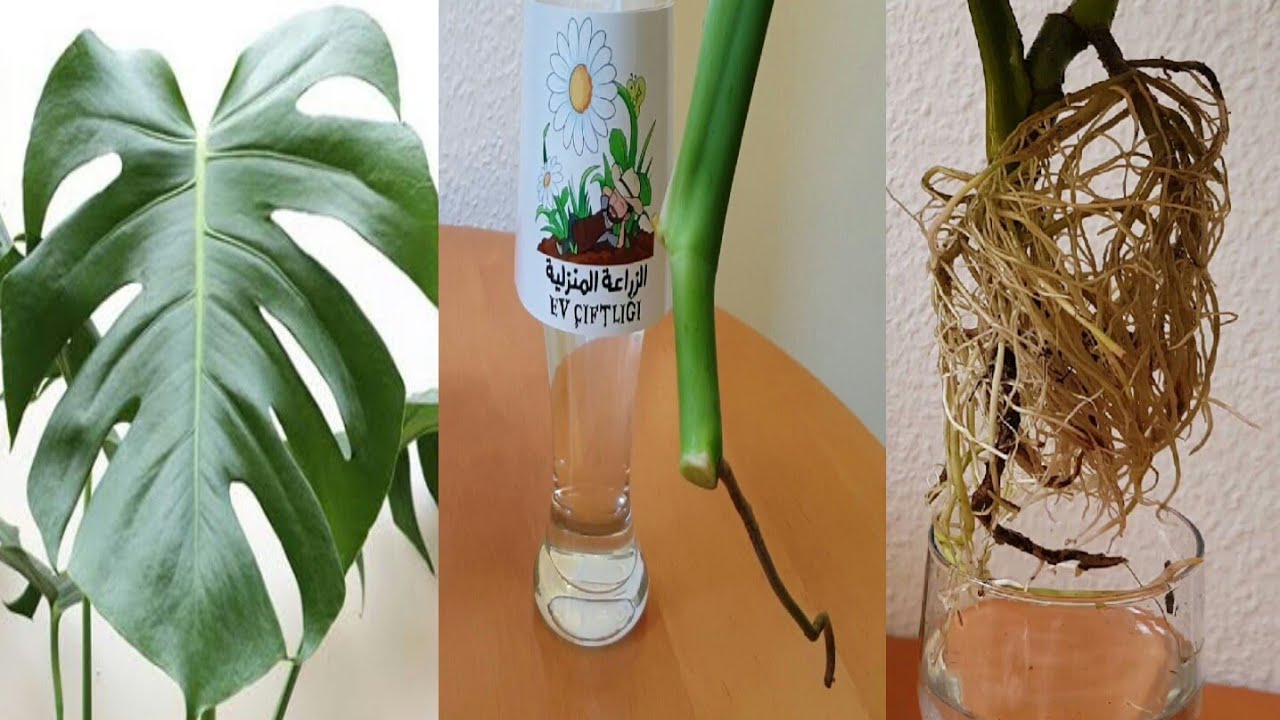 Размножение monstera deliciosa