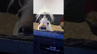 Pony Coreforyou horse pony animals funny funny funnyhorse fyp