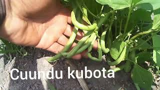 Kadas shimilimo Kubota cuundu promoting chuundu Music edited by Mwanangala 