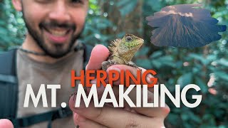 Herping In The Most Biodiverse Campus In The Philippines Mt. Makilinguplb