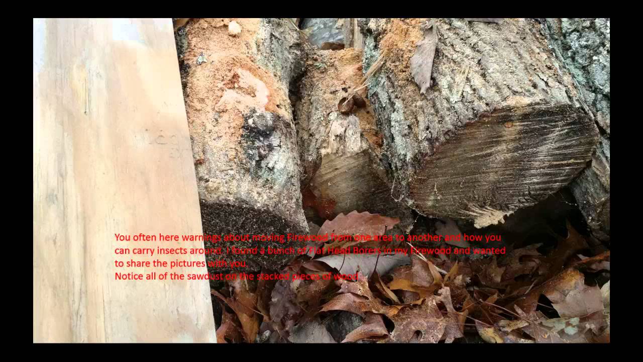 Knoxville Home Inspector gives advice about Beetles inside firewood