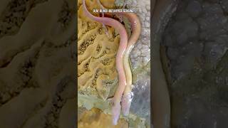 Olm: Blind—but hyper-sensing! #olm #animals #facts #strange #nature