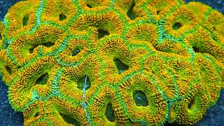 Rainbow Acan Mother Colonies @ UltraLPSCorals.ca