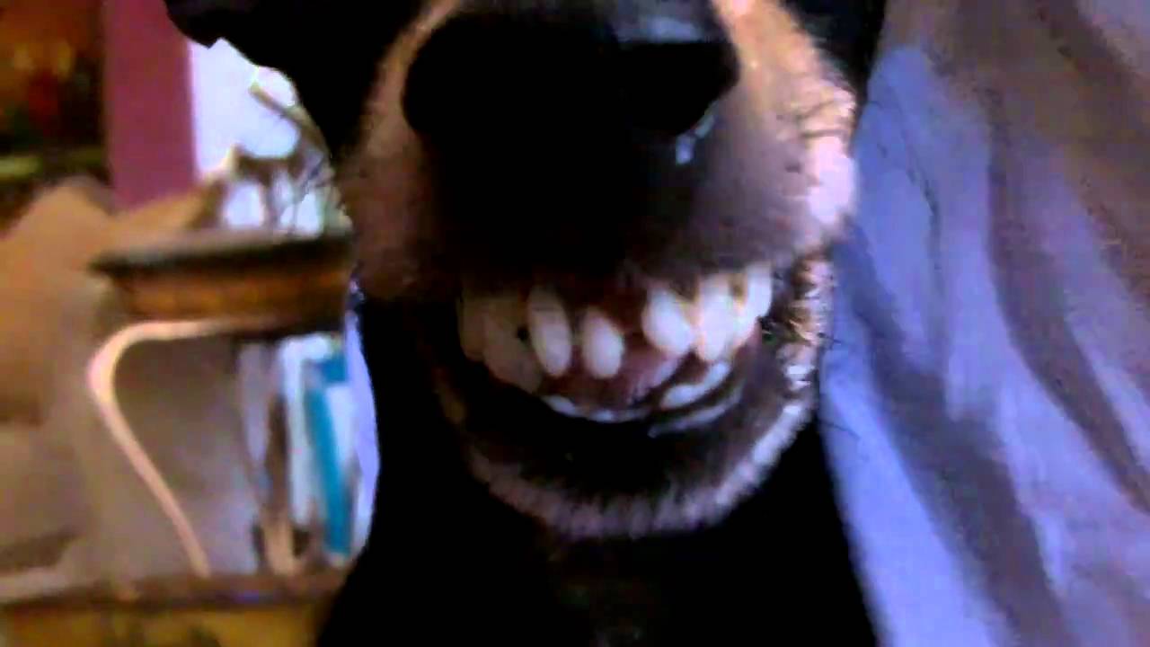 What You See When You are Eaten by a Small Dog YouTube