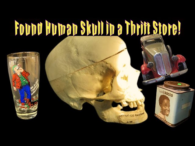 Found a Human Skull in a Thrift Store! - Oddie Beau on the Hunt