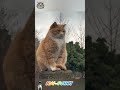 Super ginger cat