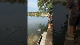 Выловил рыбку из пруда на Пхукете #fishing #phuket