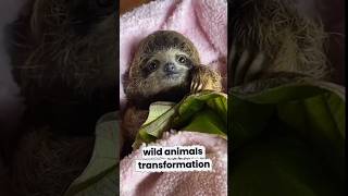 cute to wild animals transformation #animals #shorts