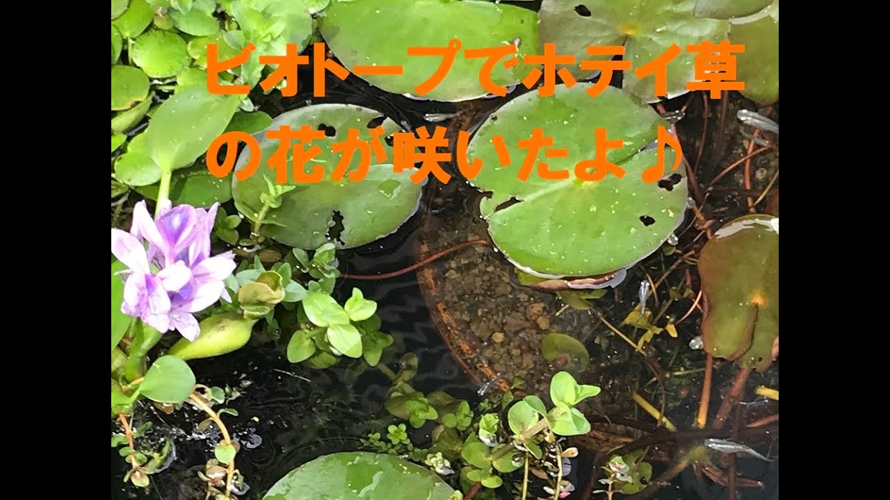 家のめだかのビオトープでホテイ草の花が咲いたよ Youtube