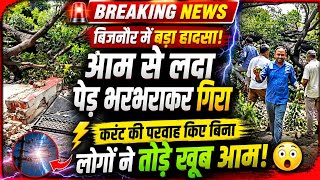 बिजनौर में गिरा आम का पेड़ तो आम पर टूट पड़े लोग