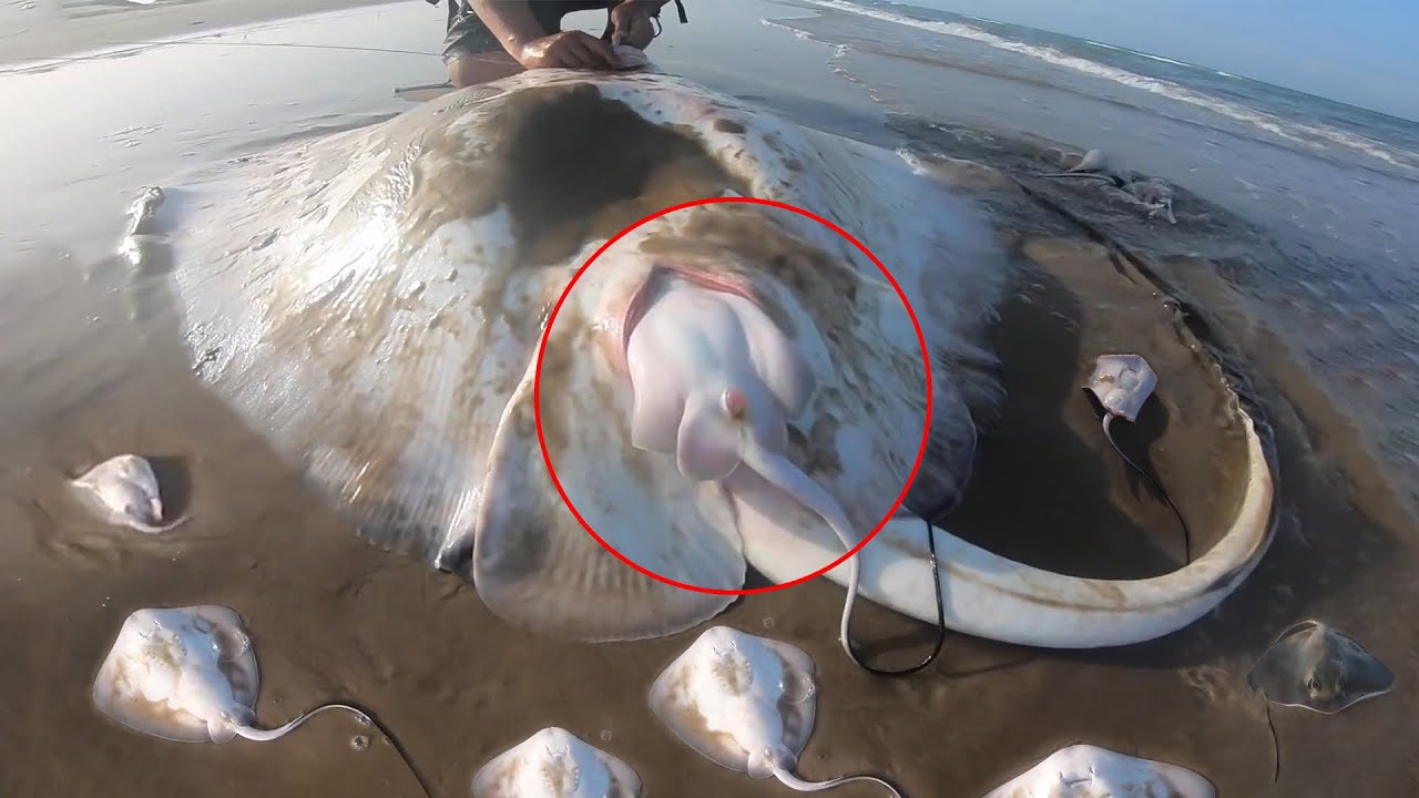 Craziest Ways Sea Creatures Give Birth