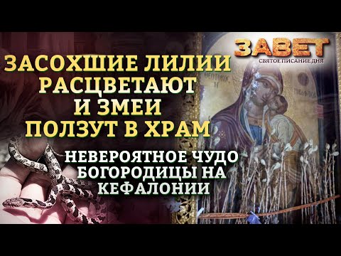 ЗАСОХШИЕ ЛИЛИИ РАСЦВЕТАЮТ И ЗМЕИ ПОЛЗУТ В ХРАМ. НЕВЕРОЯТНОЕ ЧУДО БОГОРОДИЦЫ НА КЕФАЛОНИИ. ЗАВЕТ