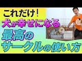 初心者でも簡単!犬のサークル正しい置き方ガイド