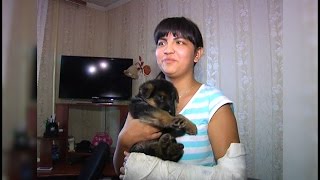 Владимир Путин подарил казанской школьнице щенка Владимир Путин подарил казанской школьнице щенка
