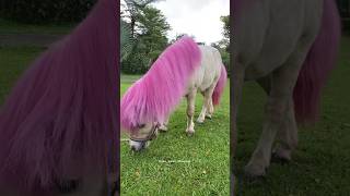 Kuda Berambut Pink  #Animals #Hours #Shorts