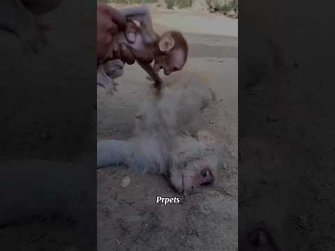 OMG! Poor monkey | Thank you friend for helping the little monkey #shorts