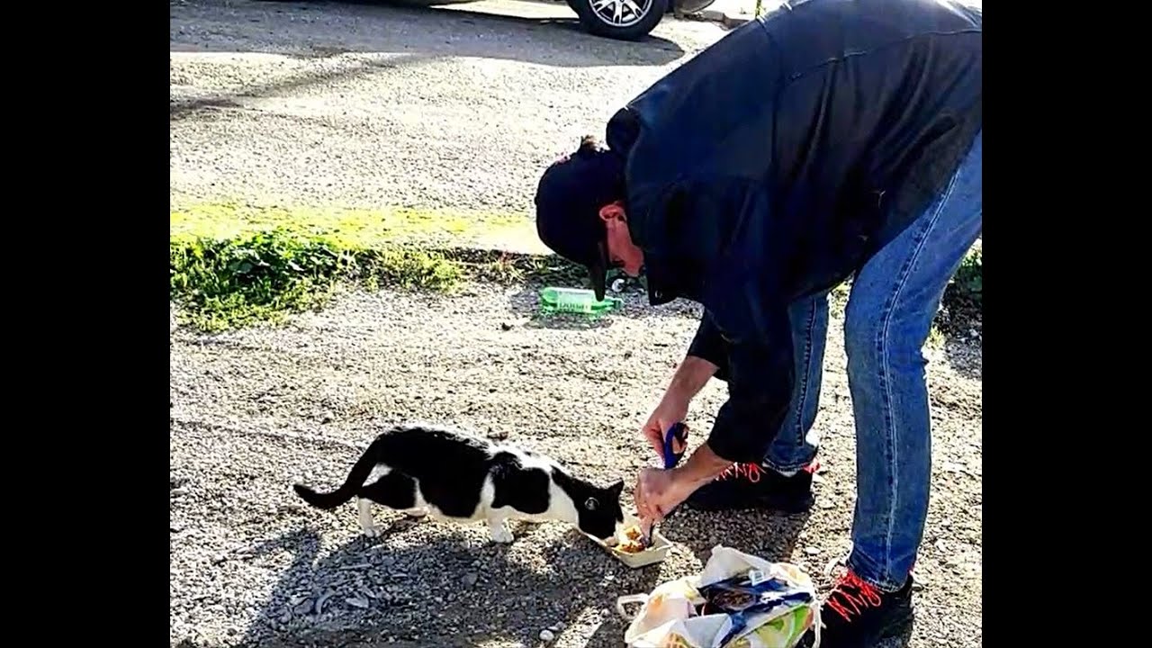 Feeding Cute Cats In Mostar! 