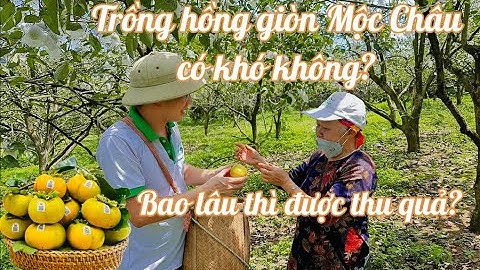 Tìm hiểu các trồng, chăm sóc hồng giòn Mộc Châu I HÀNH TRÌNH ĐẶC SẢN MỘC CHÂU