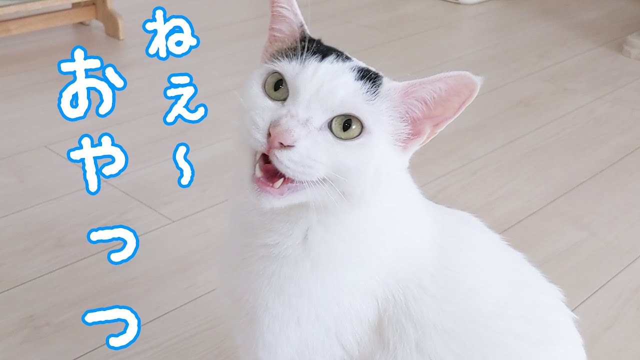 おやつが欲しくてママに文句を言うおしゃべり猫