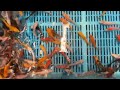 3-4" Standard Koi from Blue Ridge Koi