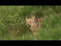 A Coyote and Her 5 Pups