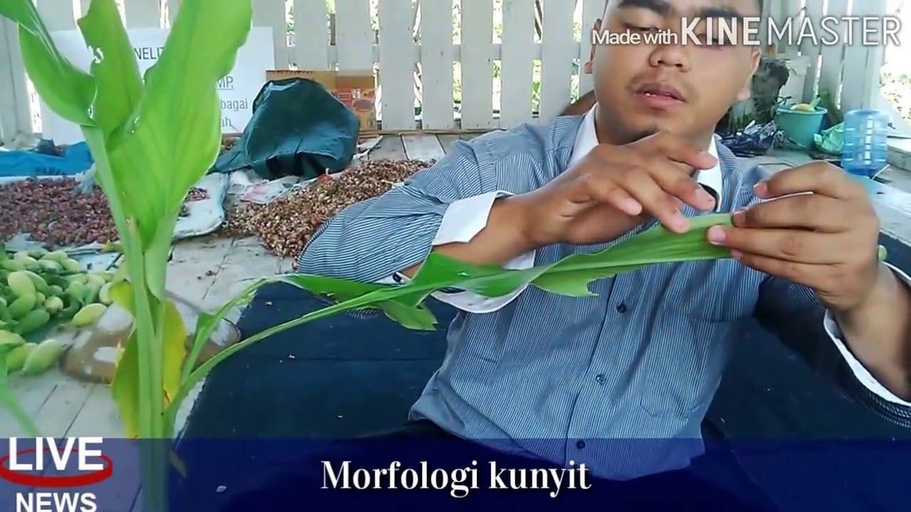 Botany, Zingiberaceae, Agrotechnology University of Darussalam Gontor