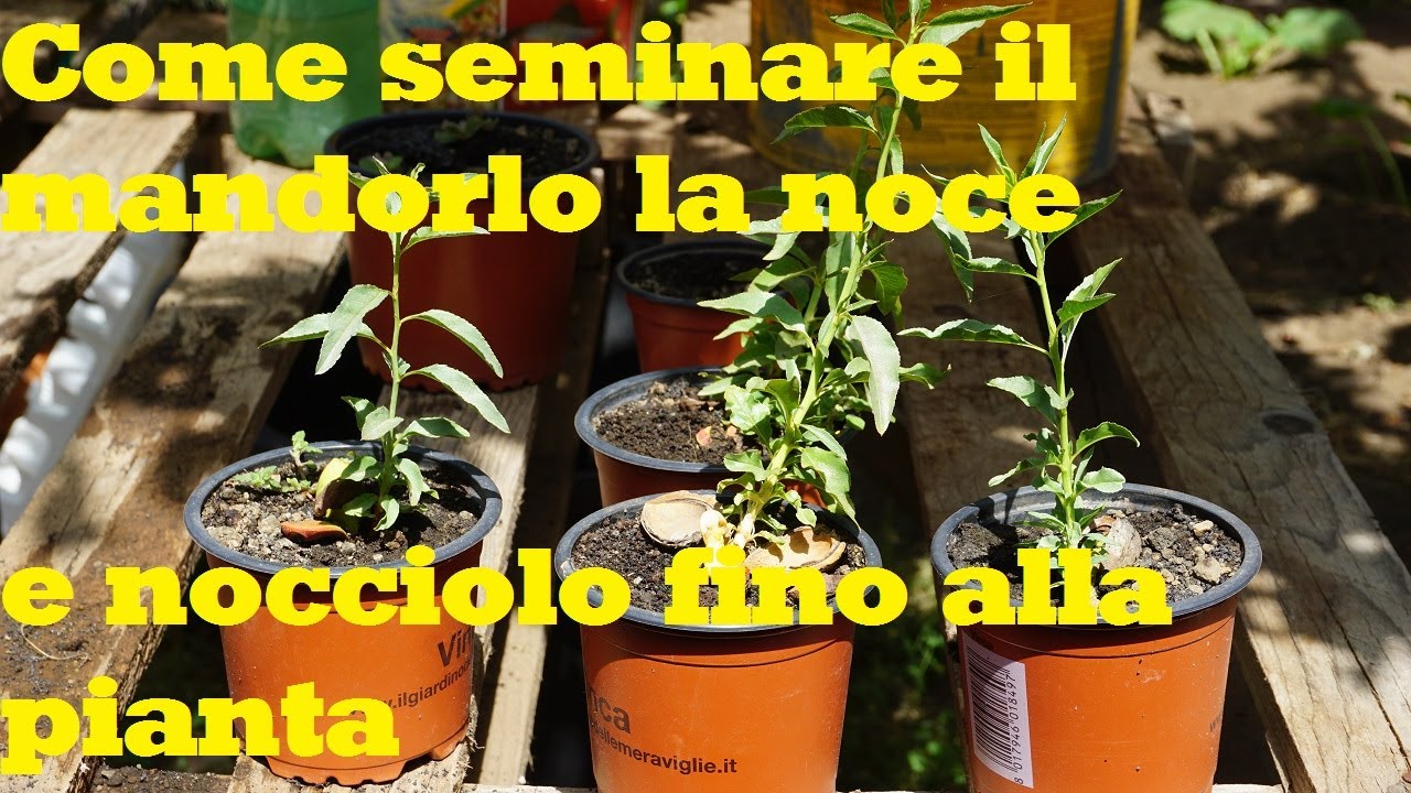 Semina del mandorlo # noce # nocciolo #  fino alla pianta🌱🌱🌱