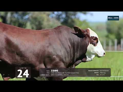 24 J286