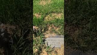 Grave of Milburn Stone (1904-1980)