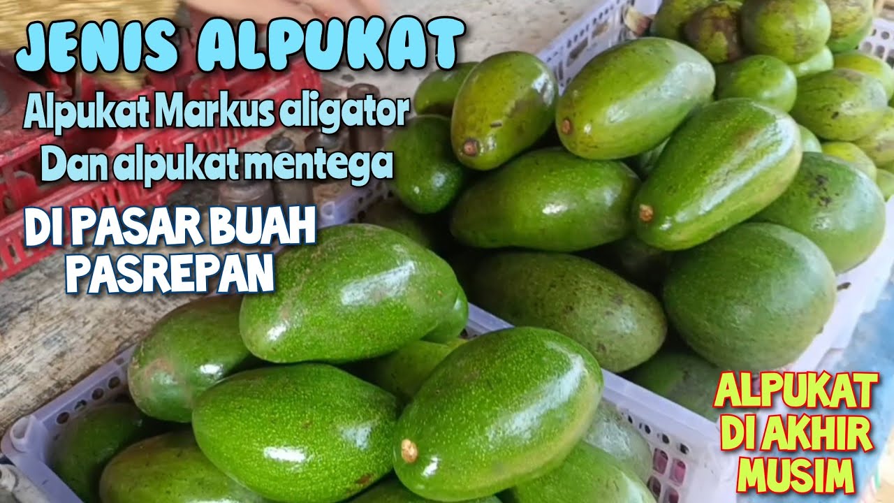 CUPLIKAN TENTANG ALPUKAT DI PASAR BUAH PASREPAN PASURUAN JAWA TIMUR
