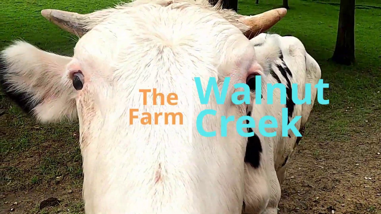 The farm at walnut creek ohio amish country youtube