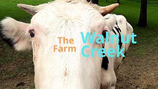 The Farm at Walnut Creek Ohio - Amish Country