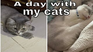 A Day With My Cats