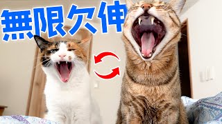 朝起きてお互いの“あくび”が移り合ってしまう猫たちが可愛すぎましたwww